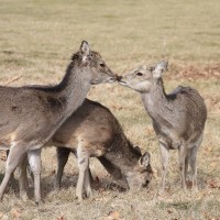 Sika Deer